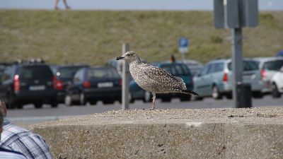 Federvieh Am Hafen von Dornumersiel